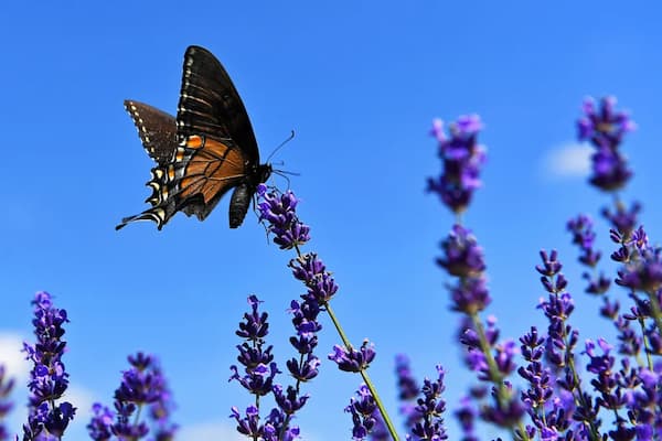 interludeHK's tweet card. From Baroque to modern, composers have been captivated by the delicate dance of butterflies!