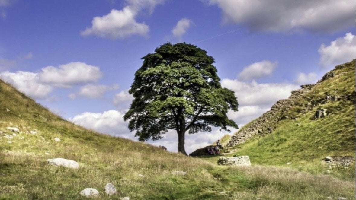 TidyTimecheck's tweet card. Protect our trees! Increase legal protection for ancient and non ancient trees.