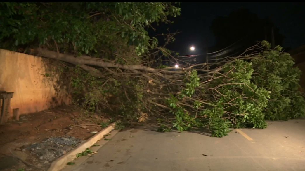 acidadeoncps's tweet card. Ciclista bateu no tronco, mas teve apenas ferimentos leves; ônibus precisou fazer retorno por causa do bloqueio