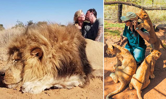 PeterEgan6's tweet card. An astonishing 333 farms in South Africa are breeding thousands of lions to be shot by hunters in enclosures or killed for their bones, according to a devastating book serialised in The MoS.