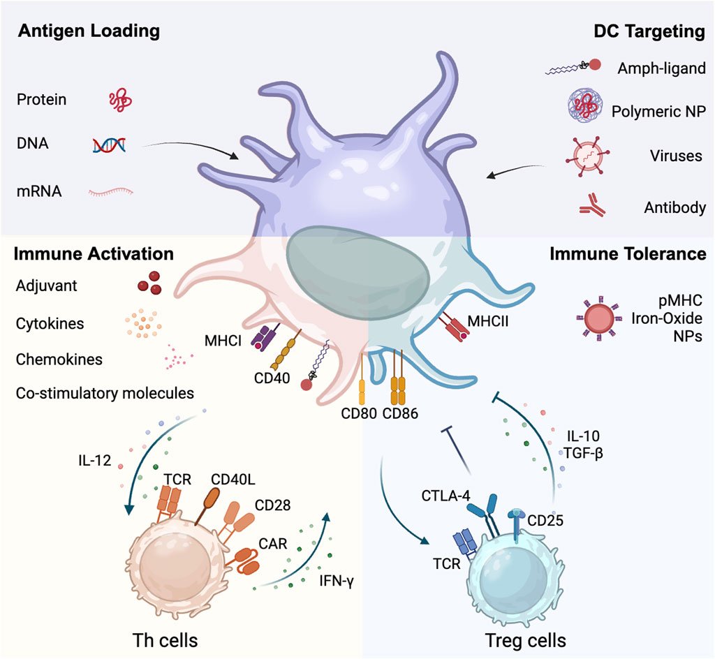 FrontSystemsBio's tweet card. Crosstalk between dendritic cells (DCs) and T cells plays a crucial role in modulating immune responses in natural and pathological conditions. DC-T cell cro...