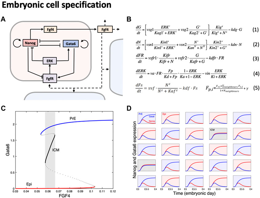 FrontSystemsBio's tweet card. Physiological processes are governed by intricate networks of transcriptional and posttranslational regulations. Inter-cellular interactions and signaling pa...