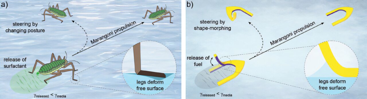 TechXplore_com's tweet card. Inspired by the movement of insects gliding on the surface of water, University of Waterloo researchers have designed tiny robots controlled by light, offering promising possibilities for environme...