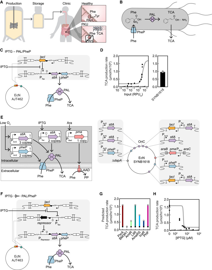 CellSystemsCP's tweet card. The probiotic Escherichia coli Nissle has been engineered as a living treatment for human diseases, from metabolic disorders to cancer. Here, we develop genome-encoded genetic circuits that control...