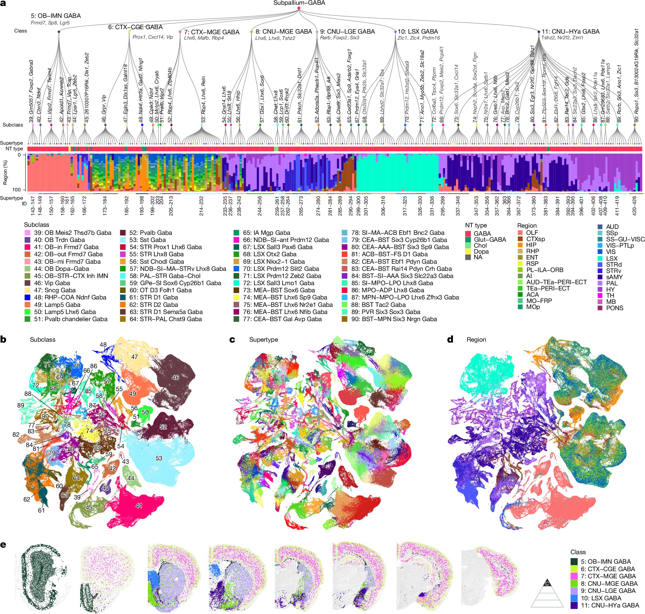 Nature's tweet card. Nature - Long-distance migration and dispersion is a common characteristic of nearly all classes of telencephalic GABAergic neurons, which diversify extensively after birth in the cortex and...