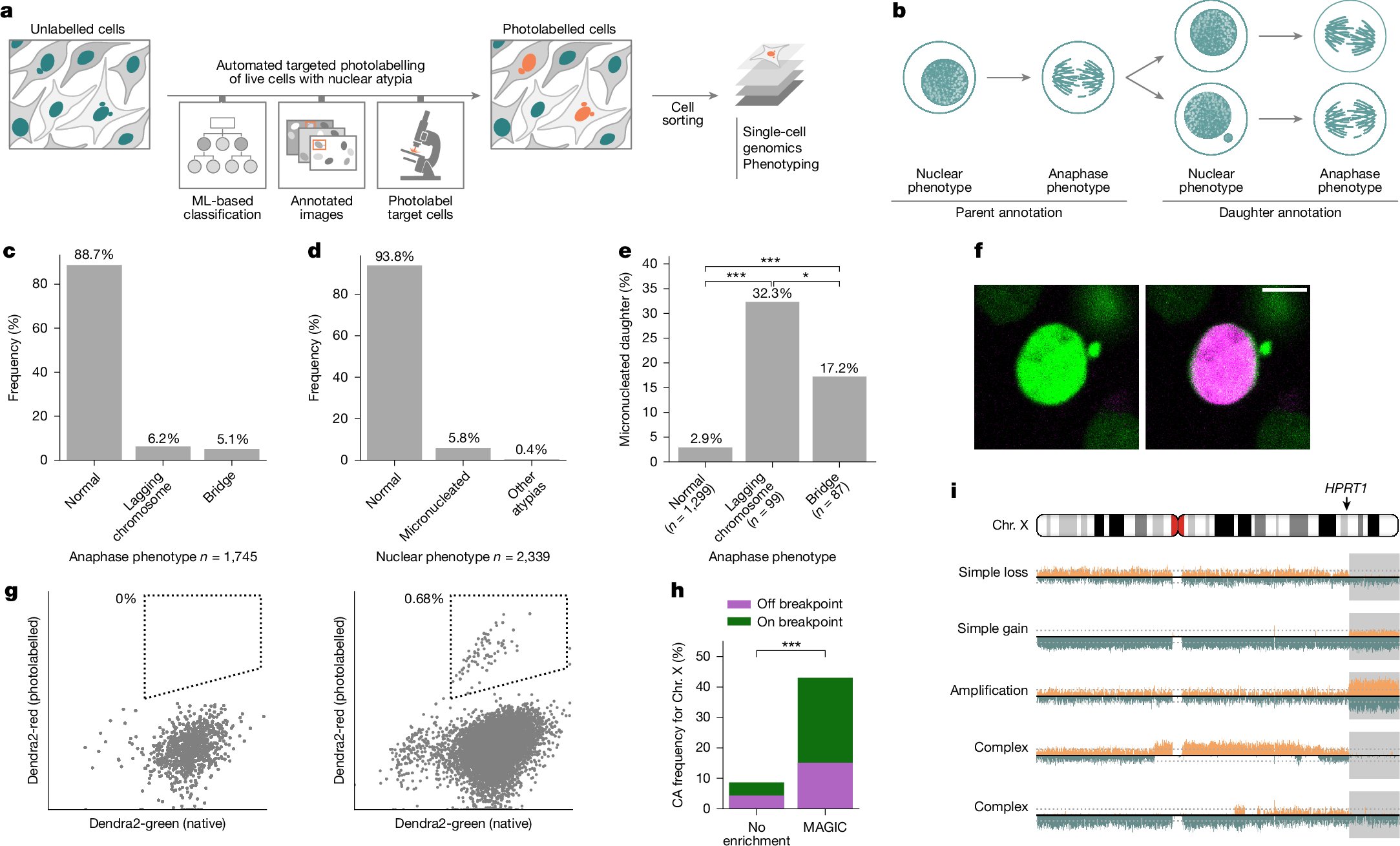 Nature's tweet card. Nature - Coupling live-cell imaging, machine learning and genomic sequencing, the MAGIC platform enables investigation of the cellular context, mutation rates and triggers of spontaneous...
