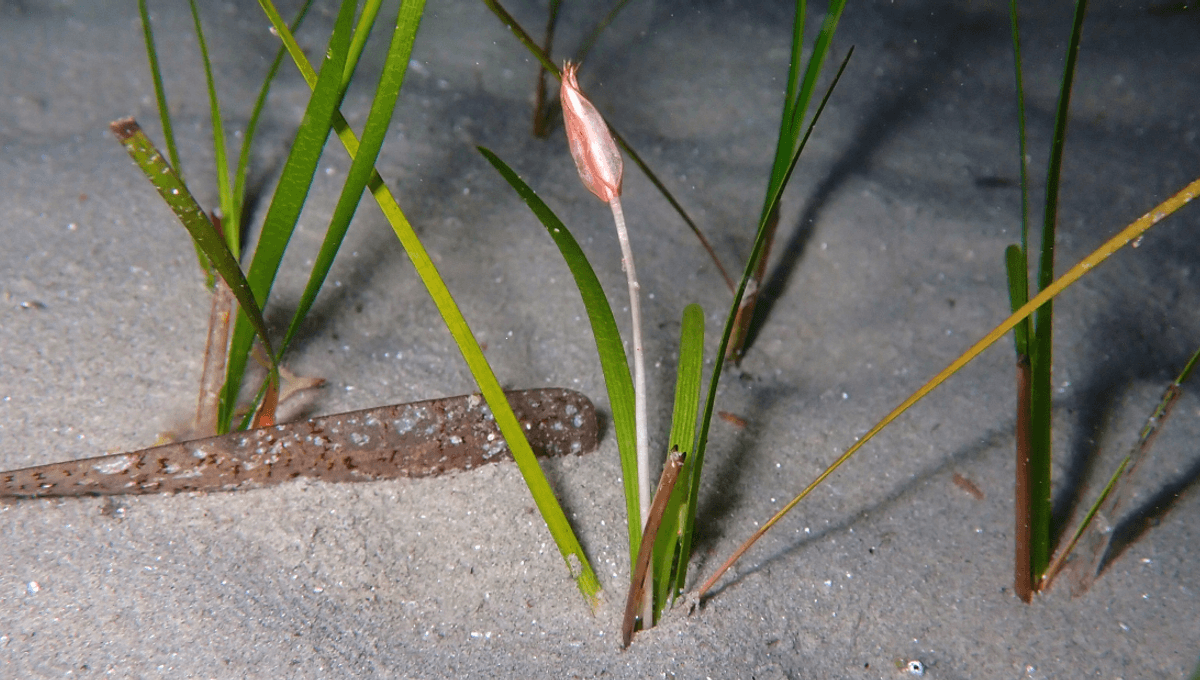 TheModzLab's tweet card. Some species have their own special "sea bees".