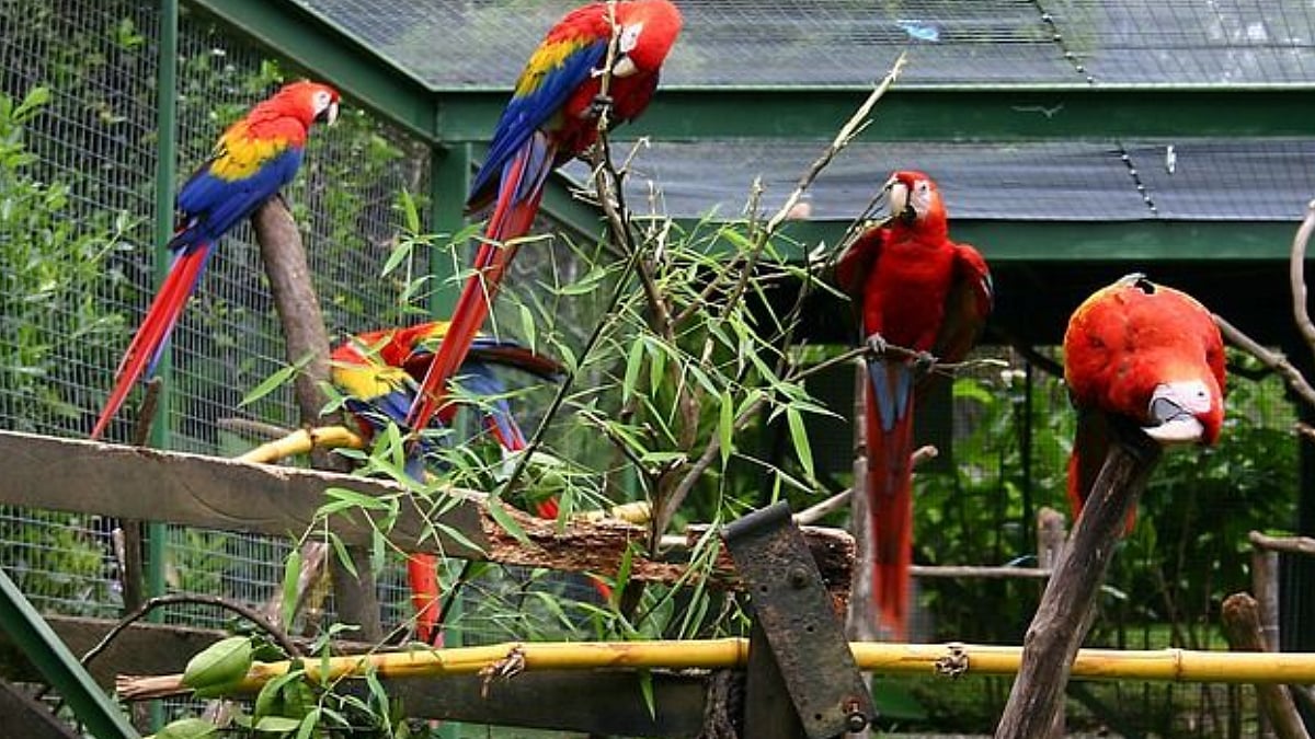 fpjindia's tweet card. Mumbai News: BMC Receives 9 Bids For ₹166-Crore Exotic Bird Park Project At Nahur