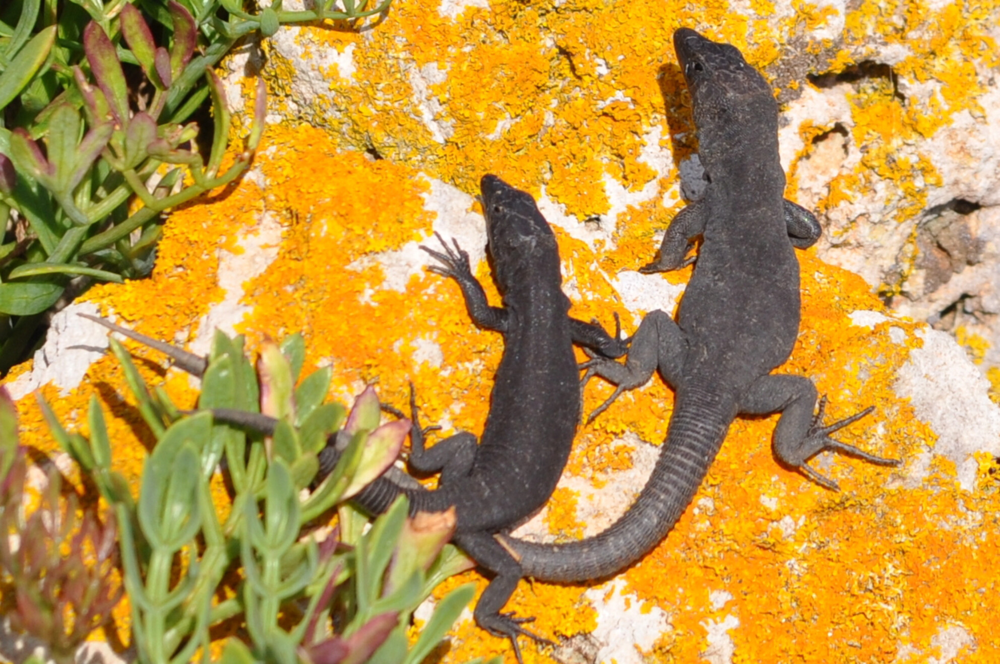 fjdiego's tweet card. Exposing free-ranging Lilford's wall lizards to a magnetic field in which the magnetic north was rotated to the east revealed significant changes in their basking alignments and movement patterns....