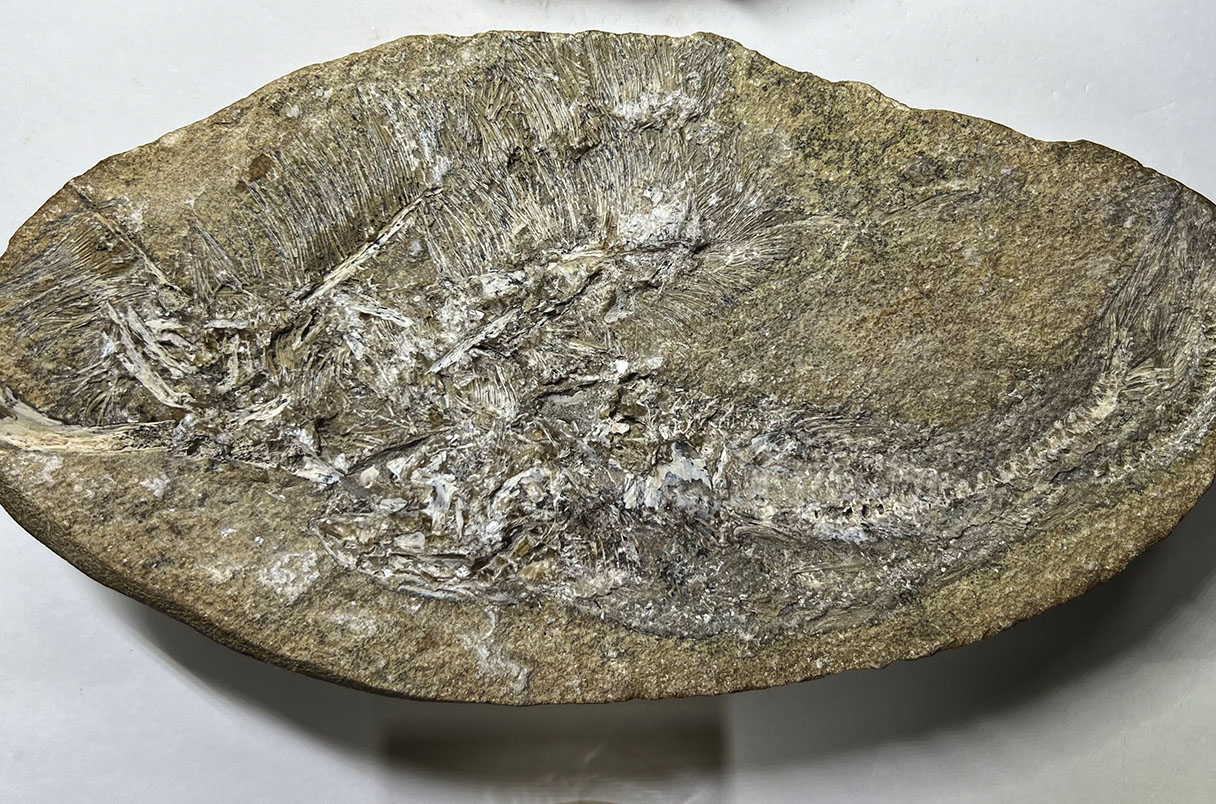 NewsfromScience's tweet card. Filter-feeding flying reptile was likely devoured by a dinosaur during the early Cretaceous