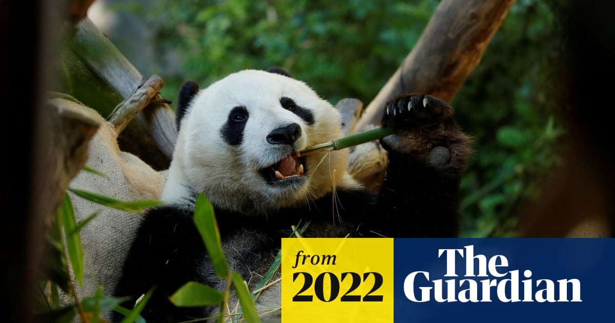 PhylogenyExplo3's tweet card. Fossils of Ailurarctos, an extinct panda relative, are oldest known evidence for the radial sesamoid