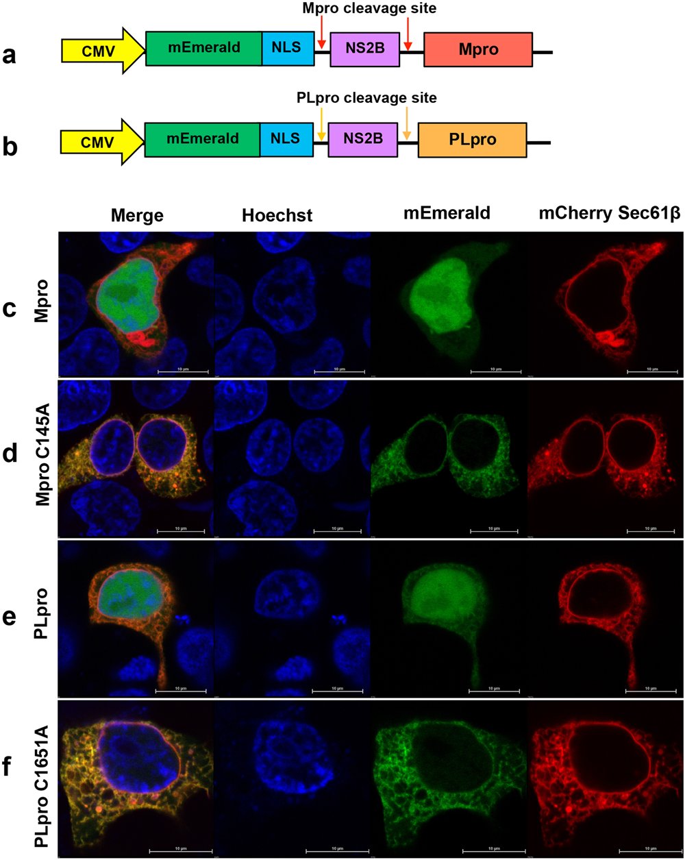 joselab_psu's tweet card. Communications Biology - The development of new drugs to treat COVID-19 continues to be of critical importance. This paper describes a new in-cell assay to screen for inhibitors of SARSCoV-2 in...