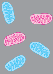 CAS_ReproLab's tweet card. Localized ion fluxes at the plasma membrane provide electrochemical gradients at the cell surface that contribute to cell polarization, migration, and division. Ion transporters, local pH gradients,...