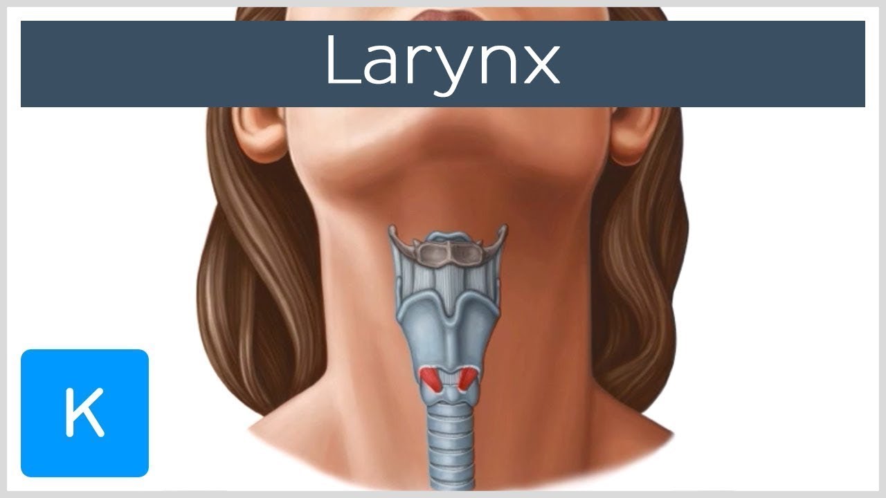 JolineM_SP's tweet card. Larynx - Membranes, ligaments and muscles - Human Anatomy | Kenhub