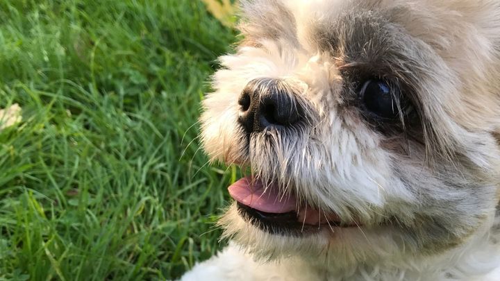 theveganspy's tweet card. Fluffernutter is a magical white-and-tan creature who came from the kingdom of B… Elijah Guo needs your support for Help Fluffernutter Recover from His Stroke