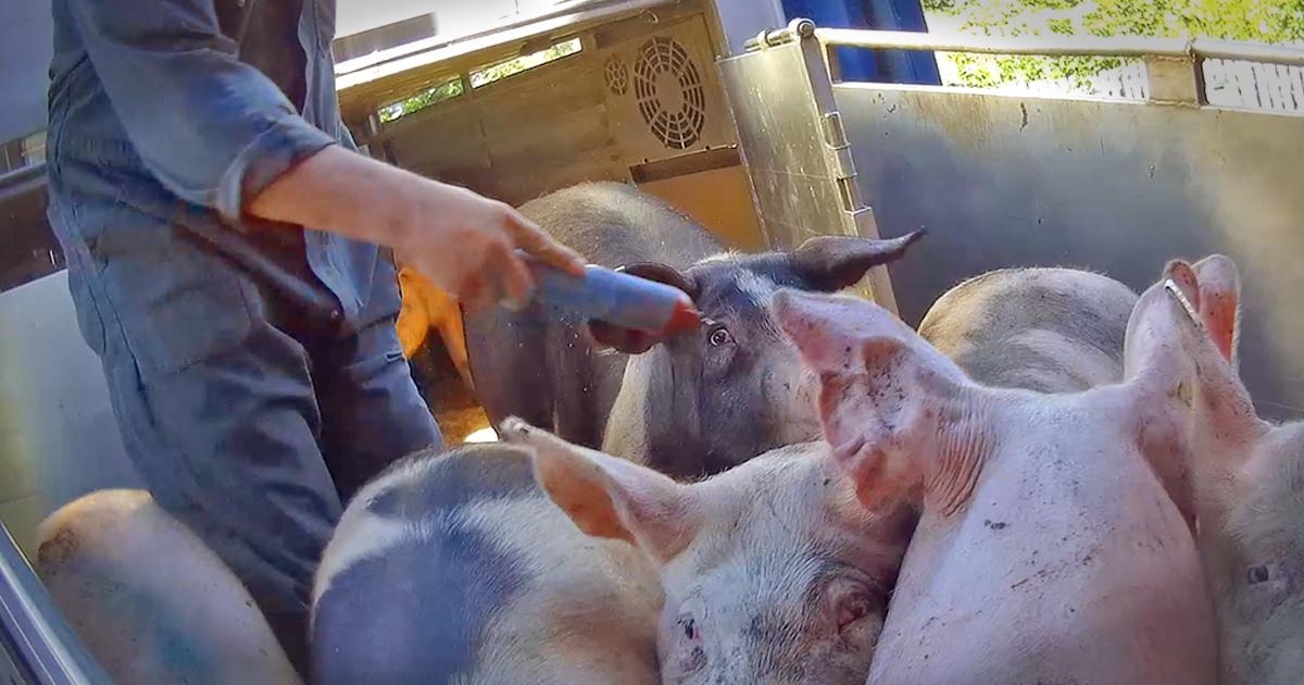 aversteeg21's tweet card. Onze nieuwe dronebeelden laten zien dat veetransporteurs nog steeds varkens mishandelen met elektrische schokken. Teken nu de brandbrief en eis een volledig verbod op tasers!