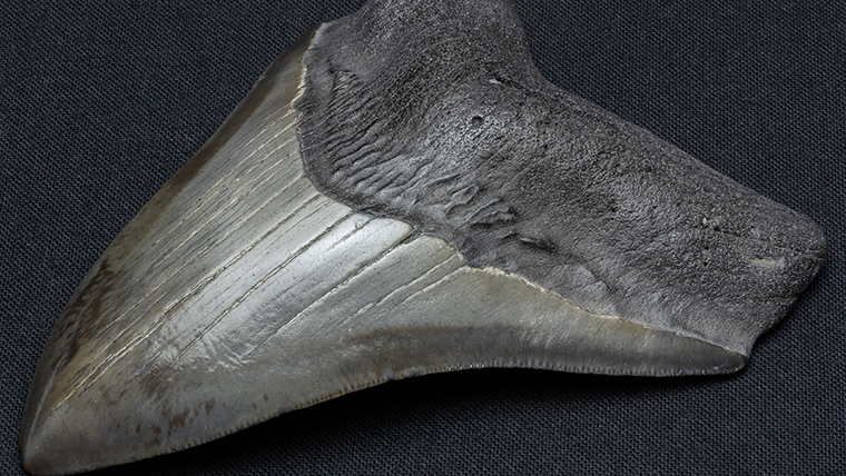 fossiltenchou's tweet card. 史上最大のサメ、メガロドンの歯です。奇形と思われる変形が見られます。