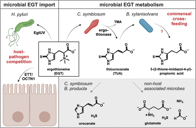 cellhostmicrobe's tweet card. Human gut microbes are often thought to compete with other microbes for nutrients. However, they can also work together to share resources. In this issue of Cell Host & Microbe, Zhou et al. discover...