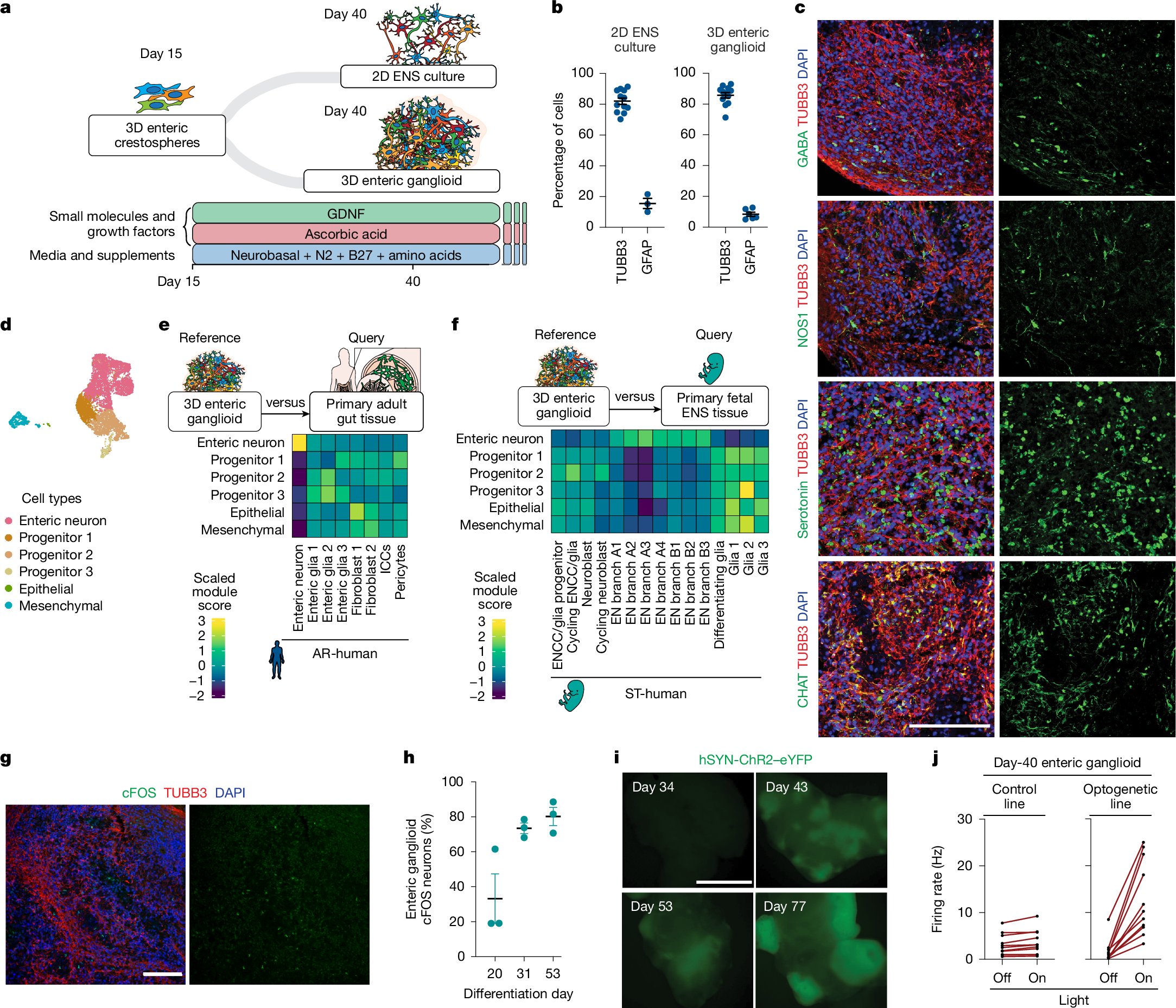 homamajd's tweet card. Nature - A study presents a strategy based on human pluripotent stem cells for treating neurodegenerative disorders of the gastrointestinal tract.