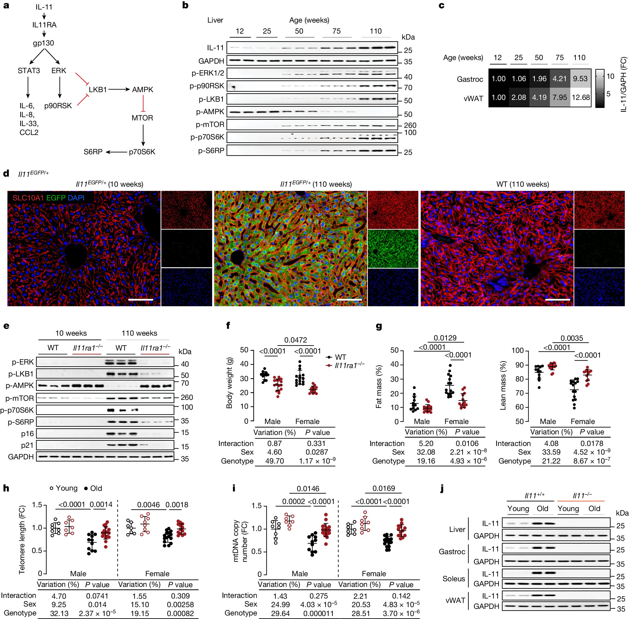 jpsenescence's tweet card. Nature - IL-11 is identified as a key regulator of ERK–AMPK–mTORC1 signalling, metabolism, inflammation and age-related disease and lifespan in mouse and human.