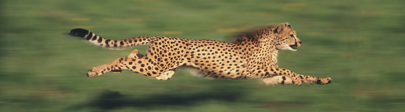 paul_irish's tweet card. How GQ cut its page load time to under two seconds