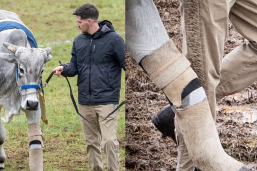 studiotvnoticia's tweet card. A trajetória de Valente, o boi que comoveu o país ao ser resgatado após as devastadoras enchentes de 2023 no Vale do Taq