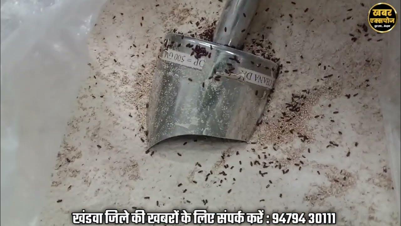 Aakashahuja15's tweet card. रिलायंस मॉल में बिक रहे थे फंगस और कीड़ेयुक्त पापड़, रवा, ग्राहक की...