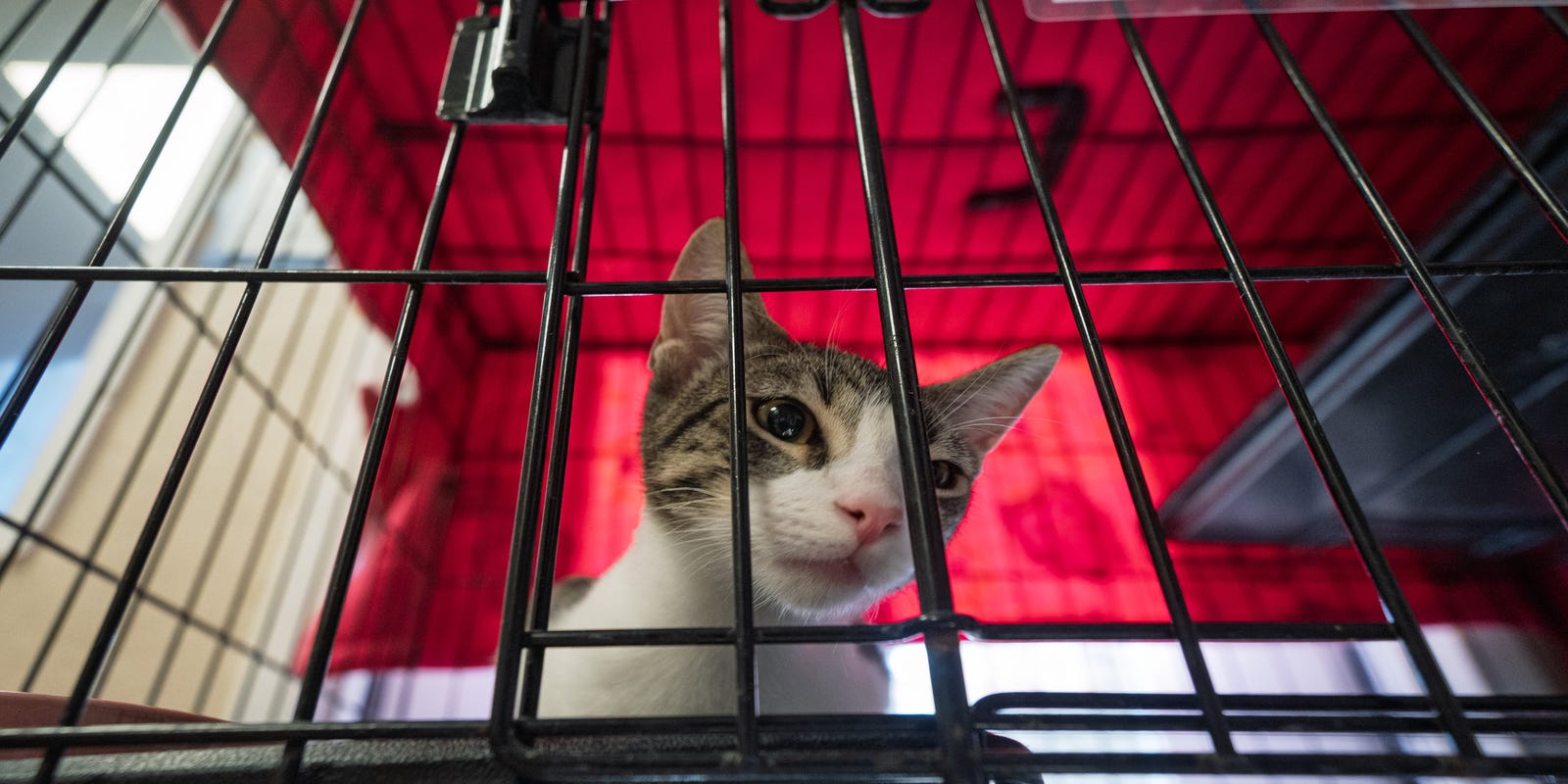 dannowicki's tweet card. Lost Our Homes Pet Rescue and Arizona Pet Project are advising owners to get power of attorney for their pets in case they are detained or deported.