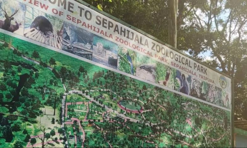 Latathak's tweet card. A hand-reared clouded leopard cub died of anaemia at Sepahijala Zoo, Tripura, marking a setback in conservation efforts.