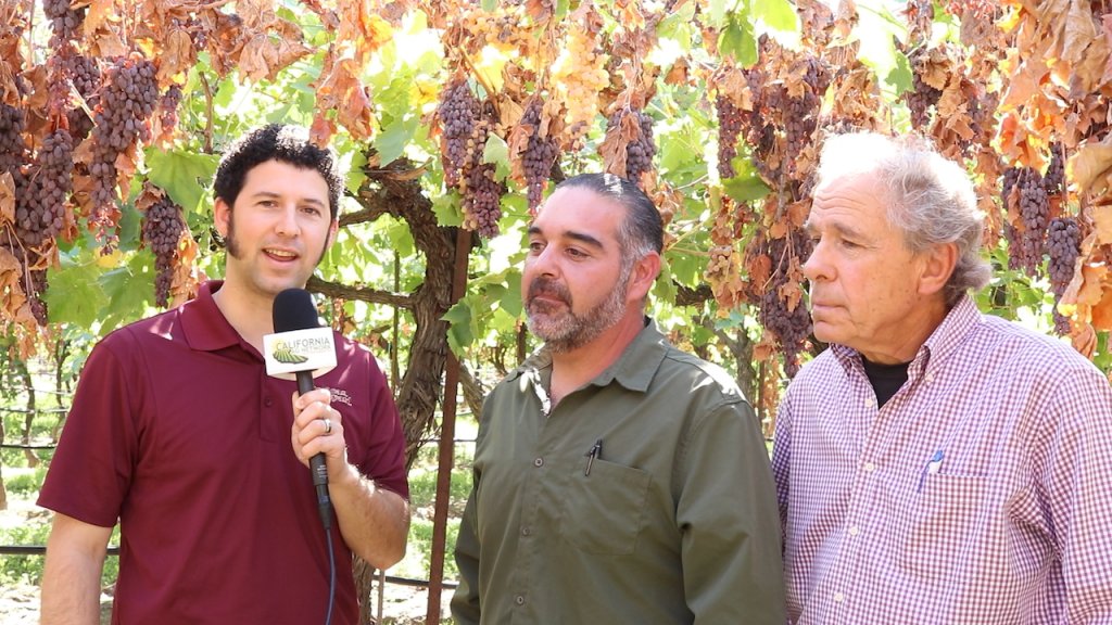 GrapeResearch's tweet card. California raisin growers were poised to enjoy a beautiful, high quality crop this year due to ideal spring and summer growing conditions. Stormy weather at harvest, however, followed by a …