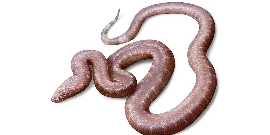 CRCpaleos's tweet card. El estudio de Paradoxophidion richardoweni, una diminuta especie del Eoceno tardío hallada en Hordle Cliff, permitió identificar rasgos únicos que desafían las clasificaciones previas y aportan...