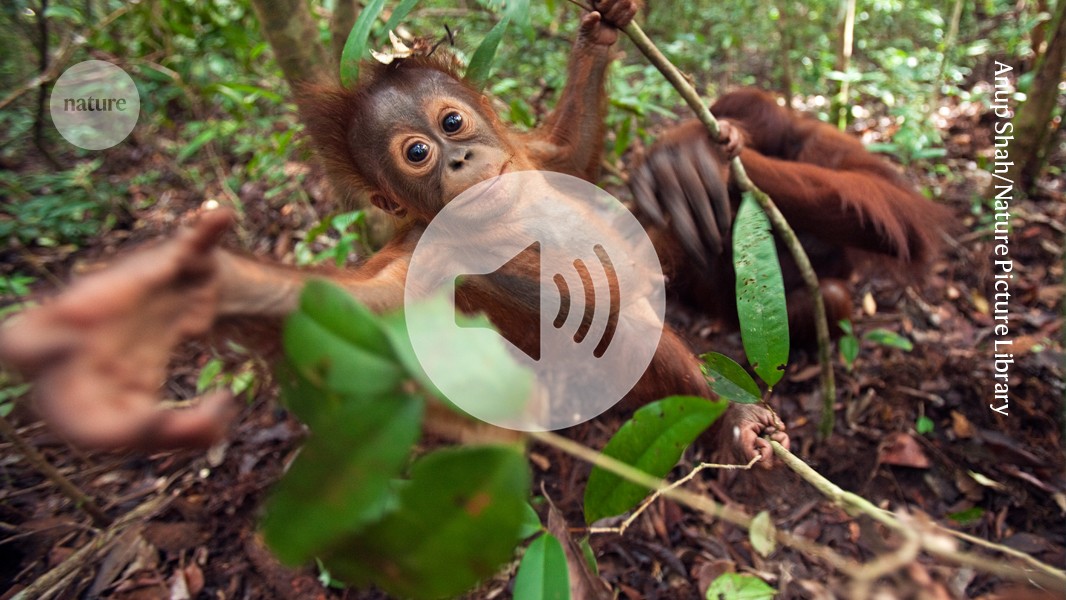 EichlerLab's tweet card. Nature - Hear the biggest stories from the world of science | 09 April 2025