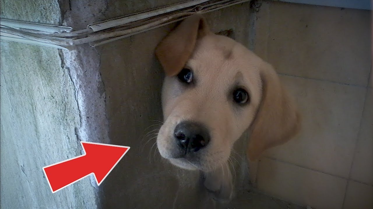 online_inbound's tweet card. 10 TIERE die gerettet wurden!