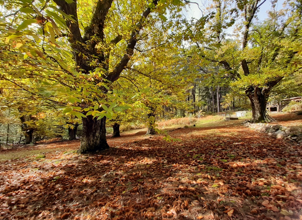 corsenetinfos's tweet card. La filière Farine de Châtaigne corse peine à se relever de la crise du cynips. L’ensemble des acteurs, accompagné notamment par l’INRAE, a engagé des démarches pour contribuer à la redynamiser et...