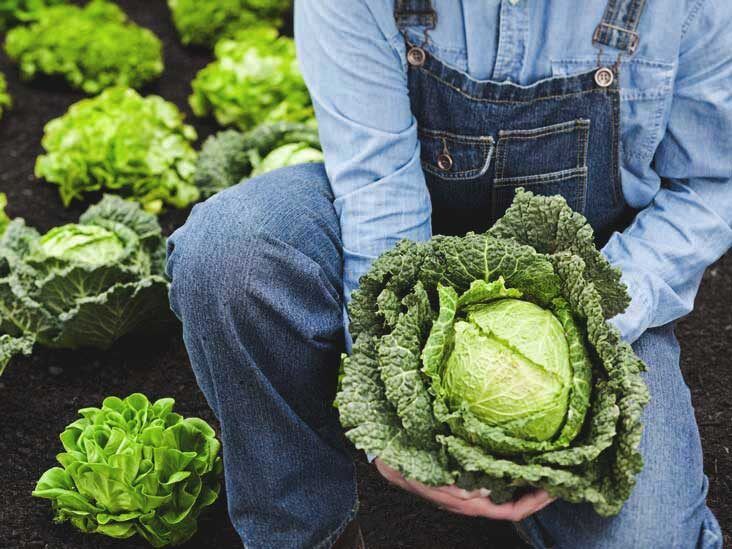 SnackSoftware's tweet card. Despite its impressive nutrient content, cabbage is often overlooked. This article uncovers 9 surprising health benefits of cabbage, all backed by science.