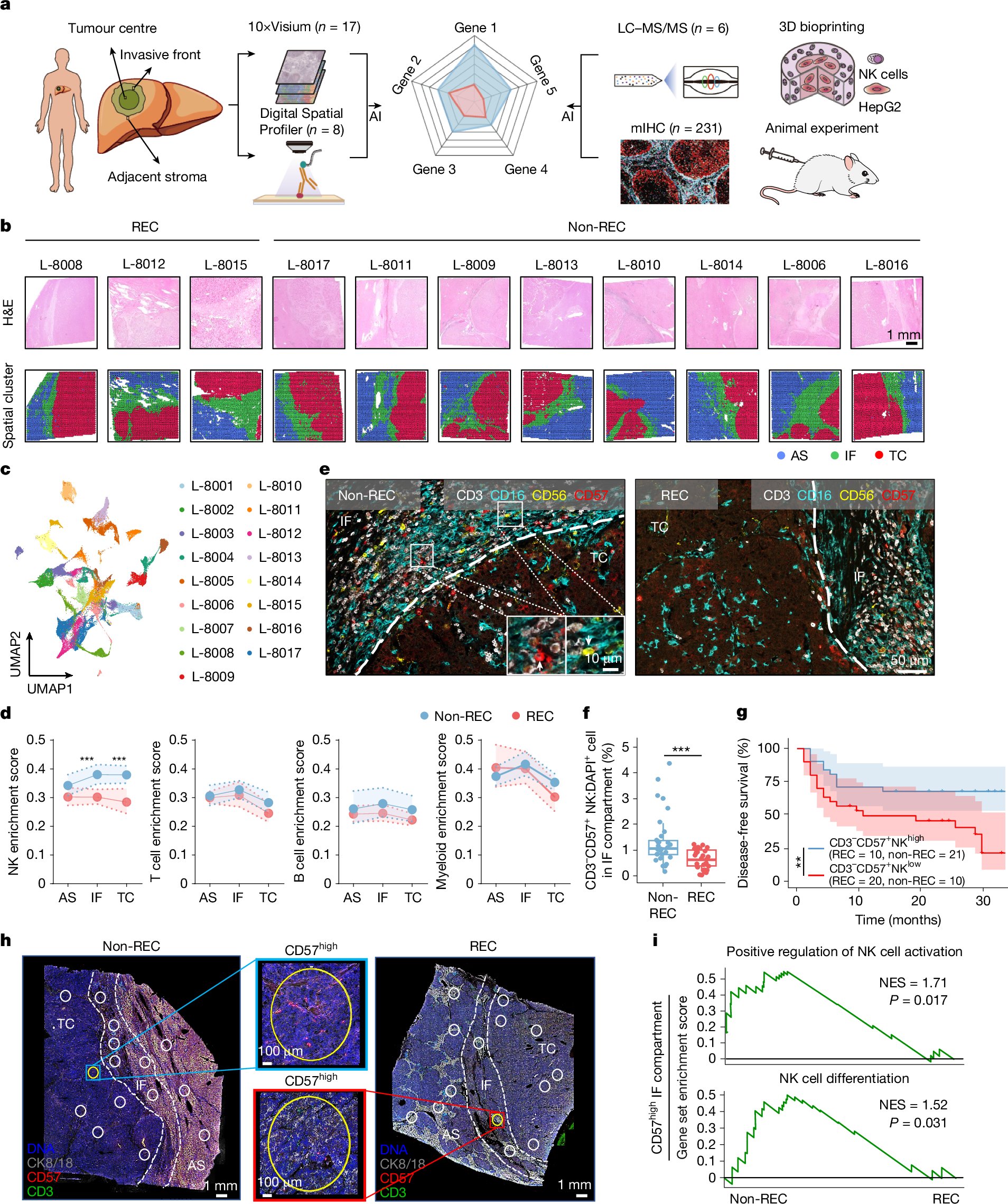 JoeYeong's tweet card. Nature - A publicly accessible tool—the TIMES score—for predicting the risk of recurrence of hepatocellular carcinoma is revealed, providing mechanistic insights into the prognostic...