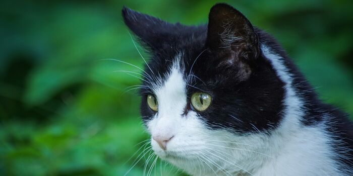 monkey_moo18's tweet card. The lifeless body of a sweet, 15-year-old cat named Poppy was recently found in a bin in Burnley, England. Her death was totally (62789 signatures on petition)