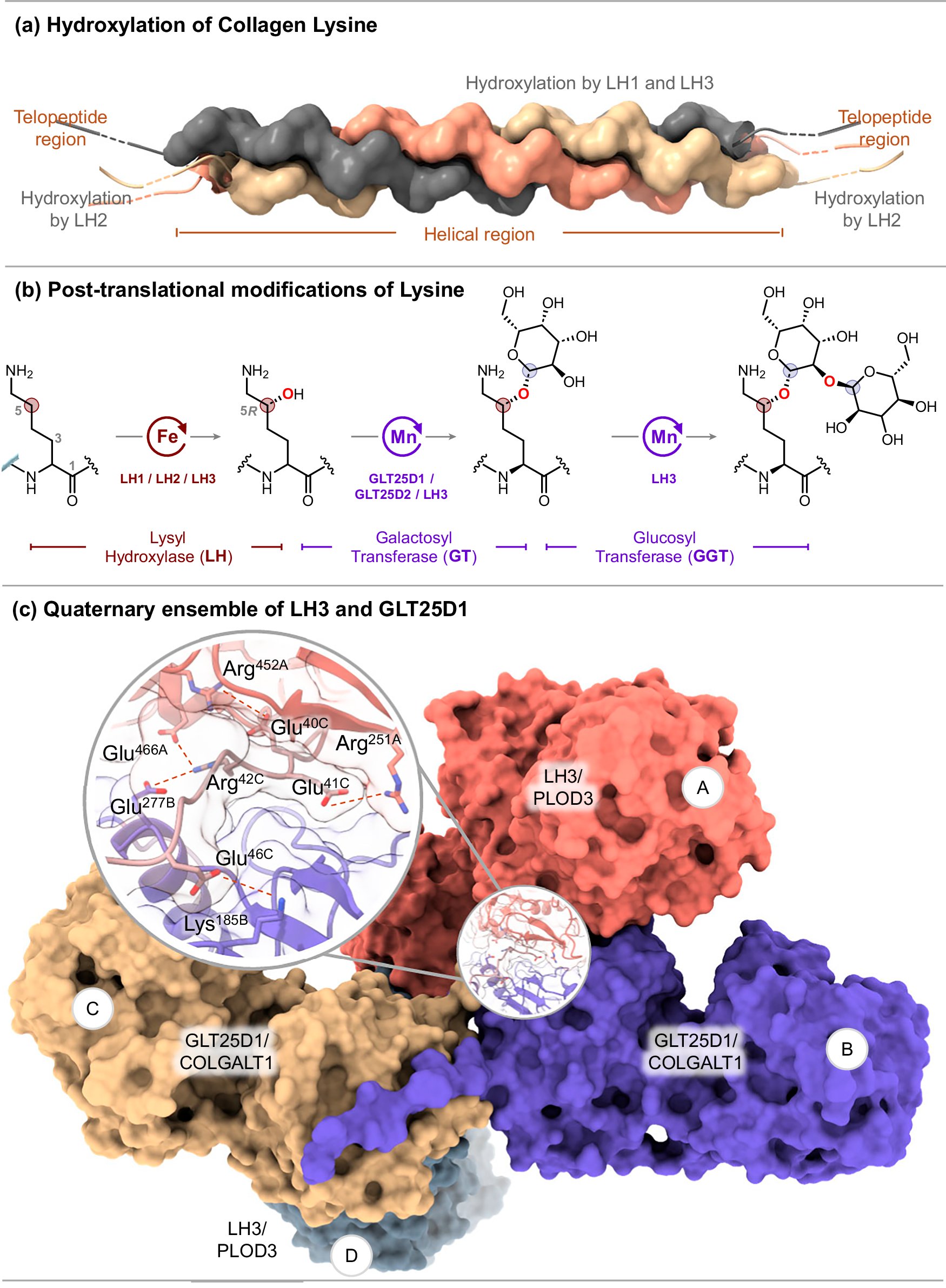 trayambakbasak's tweet card. Nature Communications - Researchers comment on two recent Nature Communications publications on enzyme complexes involved in collagen glycosylation, discussing how these findings lay a foundation...