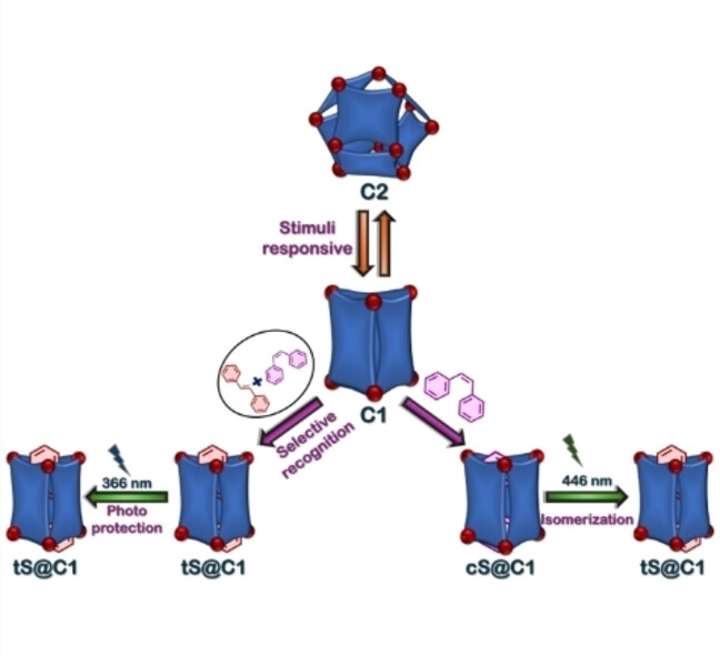 Ranit96Banerjee's tweet card. A water-soluble trifacial barrel (C1) was synthesized which undergoes transformation into a triangular orthobicupola architecture (C2) upon application of various stimuli. In aqueous media, C1...