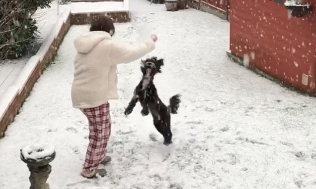tillycockapoo's tweet card. A cockapoo was so excited to see the snow, she couldn't stop jumping up and down while impatiently waiting to be allowed out to play.
