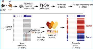 RNASeqBlog's tweet card. Using long-read RNA sequencing, researchers uncover how allele-specific differences shape gene expression, revealing complex isoforms and confirming imprinting patterns at key...