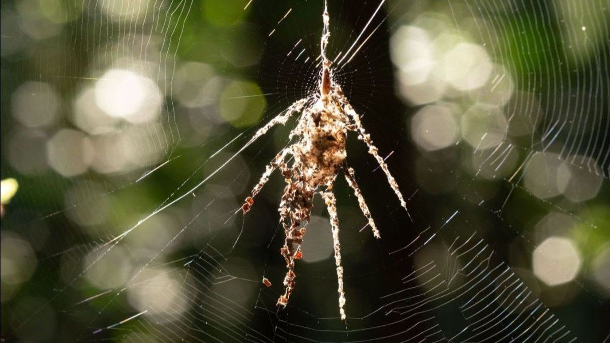 HowItWorksmag's tweet card. Researchers have documented the strange antics of two tropical spider species that build giant, arachnid-shaped decoys out of silk, plant matter and prey remains in their webs.