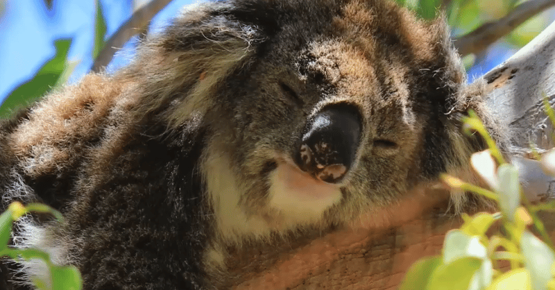 AusConservation's tweet card. ACF urges the Albanese Government to strengthen national nature bills, warning current proposals risk allowing continued deforestation and bulldozing of…