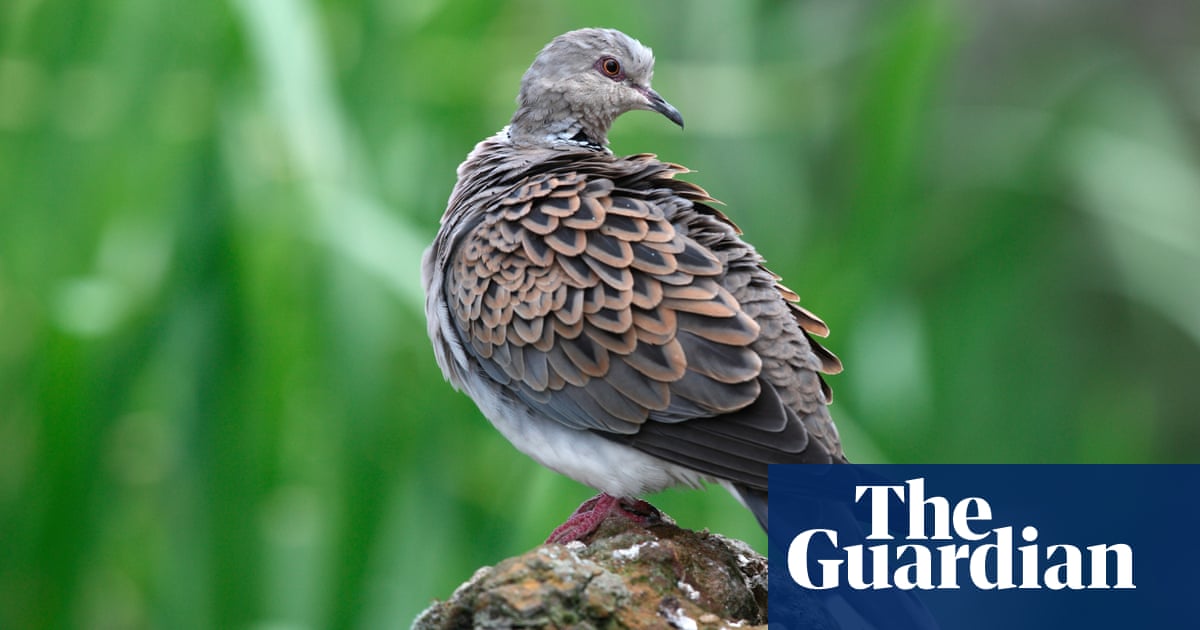 MatPhillips2's tweet card. Ban in place since 2021 has increased numbers of globally vulnerable pigeon species that is close to extinction in UK