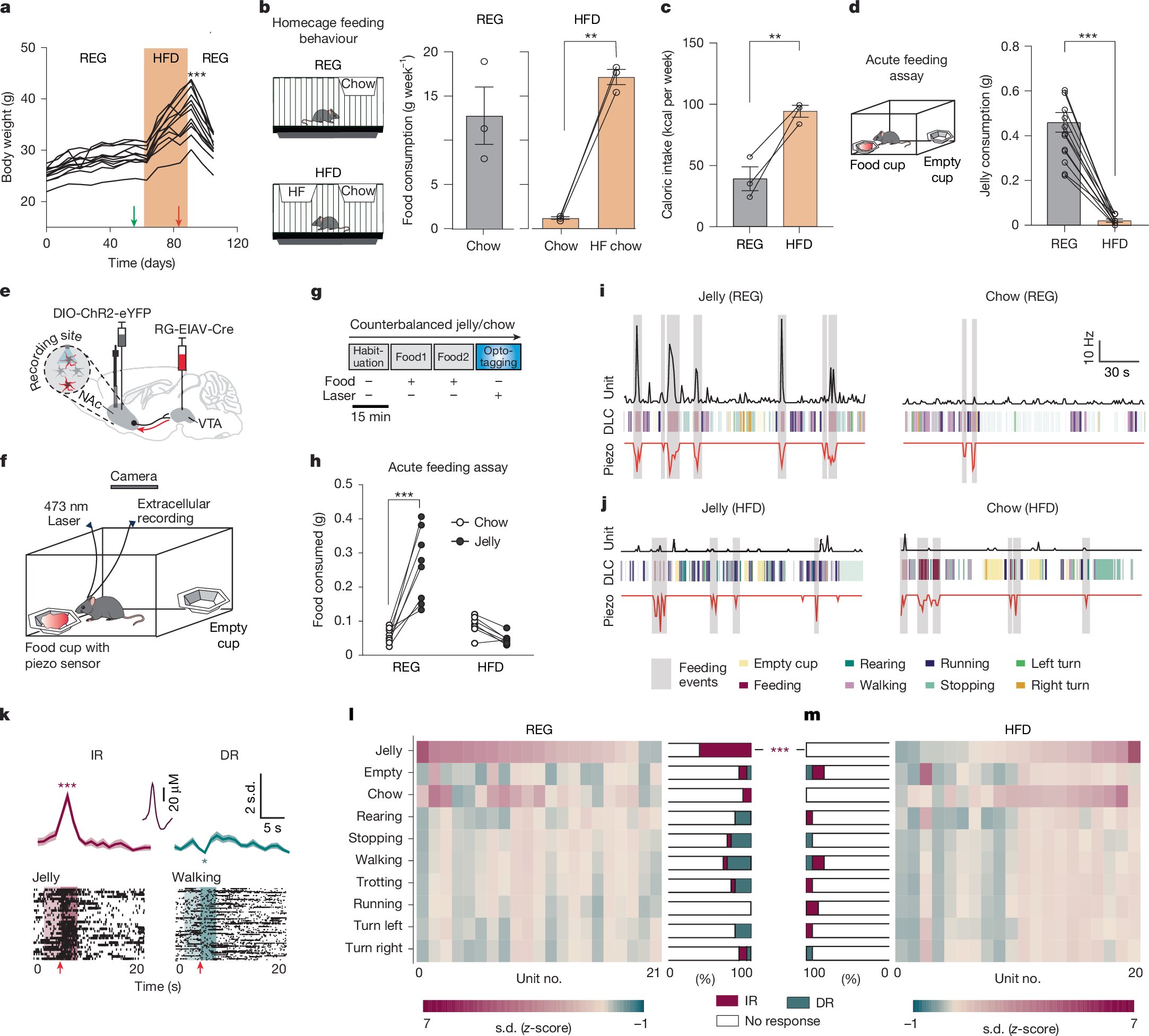 EricTopol's tweet card. Nature - In mice, prolonged consumption of a high-fat diet decreases interest in calorie-rich foods as a result of reduced neurotensin expression and signalling, which uncouples hedonic feeding...