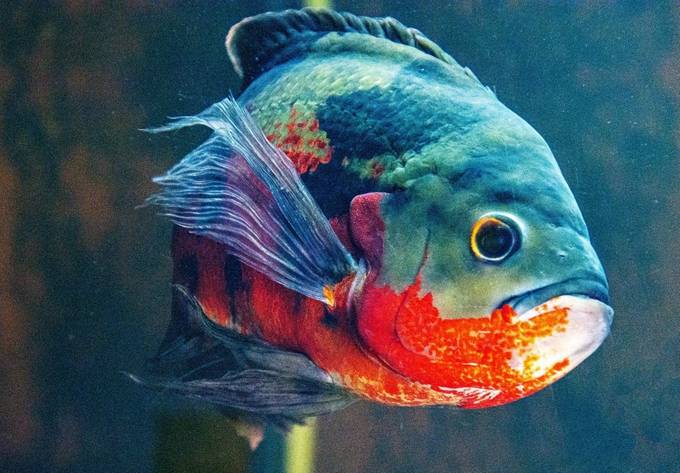 biancarf_2009's tweet card. Find more inspiring images at VIEWBUG - the world’s most rewarding photo community.