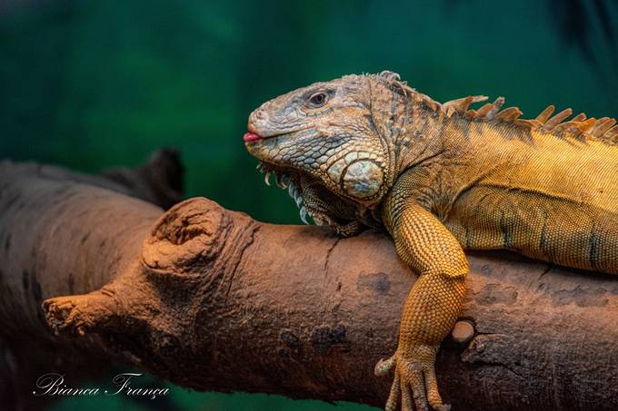 biancarf_2009's tweet card. Find more inspiring images at VIEWBUG - the world’s most rewarding photo community.