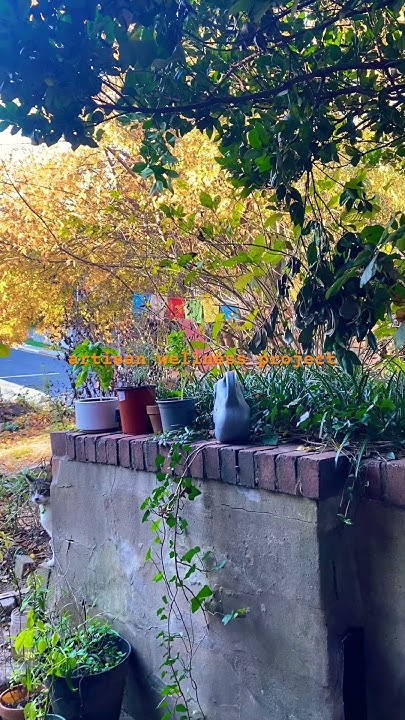 artisanwellness's tweet card. cats on #bird watch!: #thursday november 6, 2025 7:49am #felines...