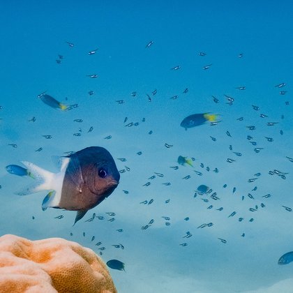 Tweet card summary image