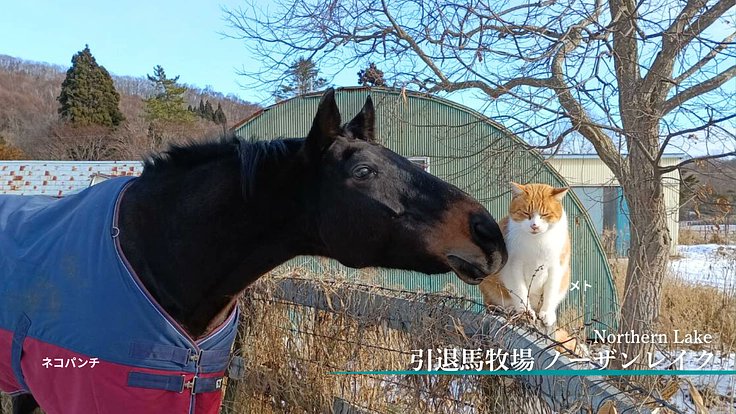 StreamOverload5's tweet card. 看板猫メトで有名な北海道新冠町の養老牧場ノーザンレイク。老朽化した厩舎から脱却し馬たちが安心して暮らせる新厩舎建設を目指すプロジェクトです。 - クラウドファンディング READYFOR